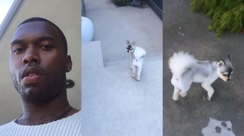 (Video) Sturridge posts furious message after thieves smash window and steal his dog
